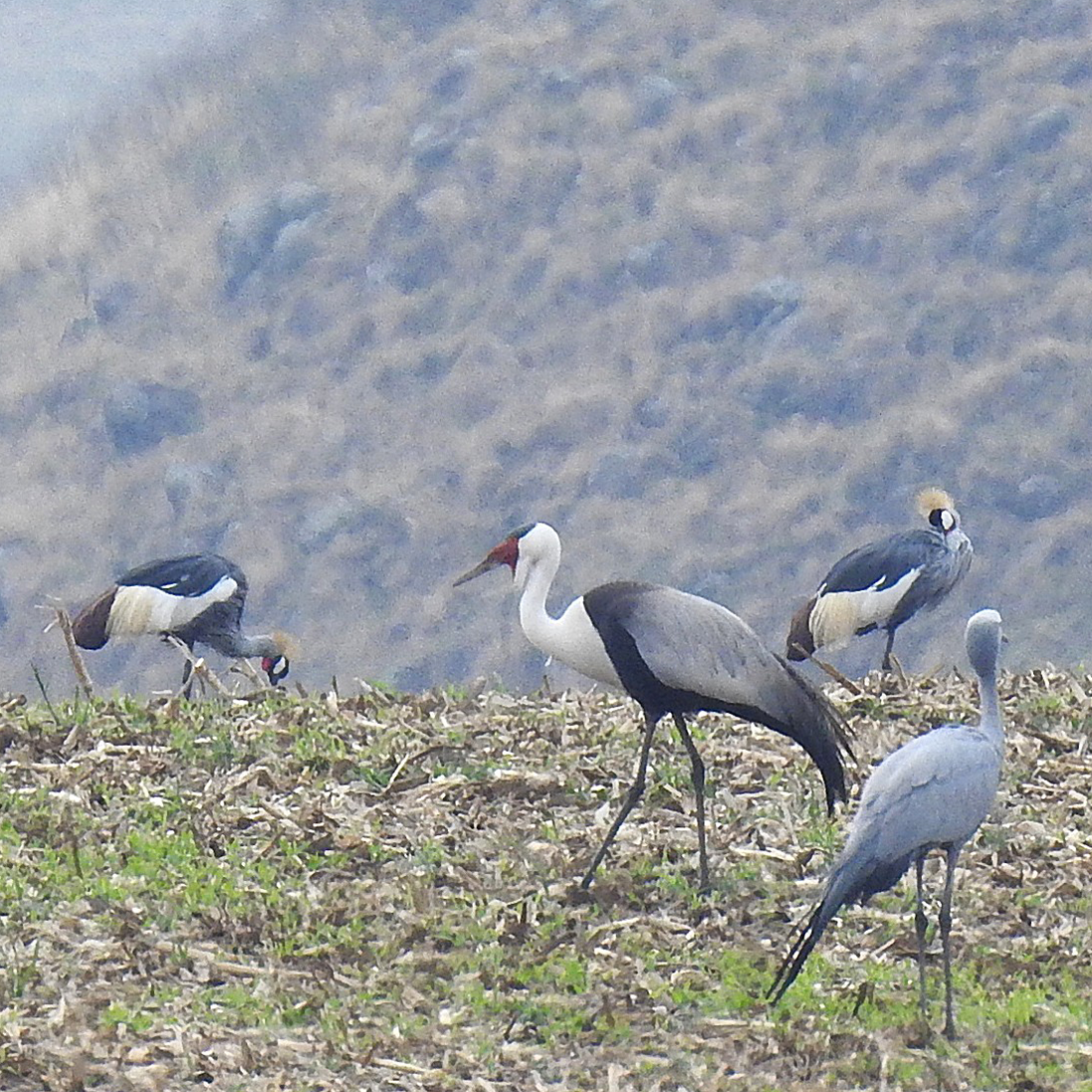 EVERY COUNT MATTERS: South African Crane Census
