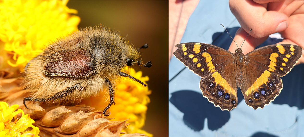 Diverse native pollinators supporting biodiversity in South Africa