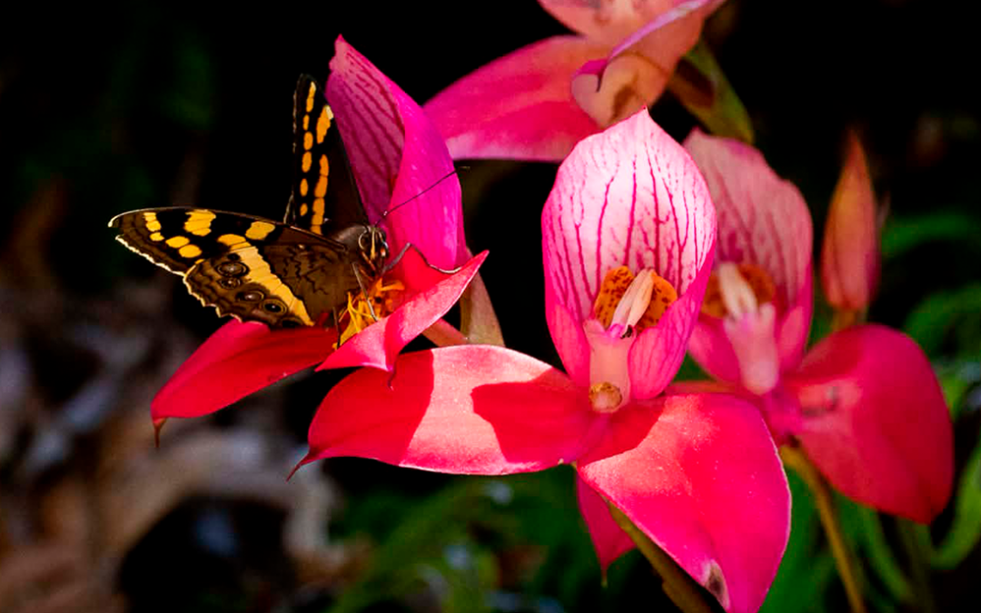 Pollination is the story of ancient partnerships between insects and plants