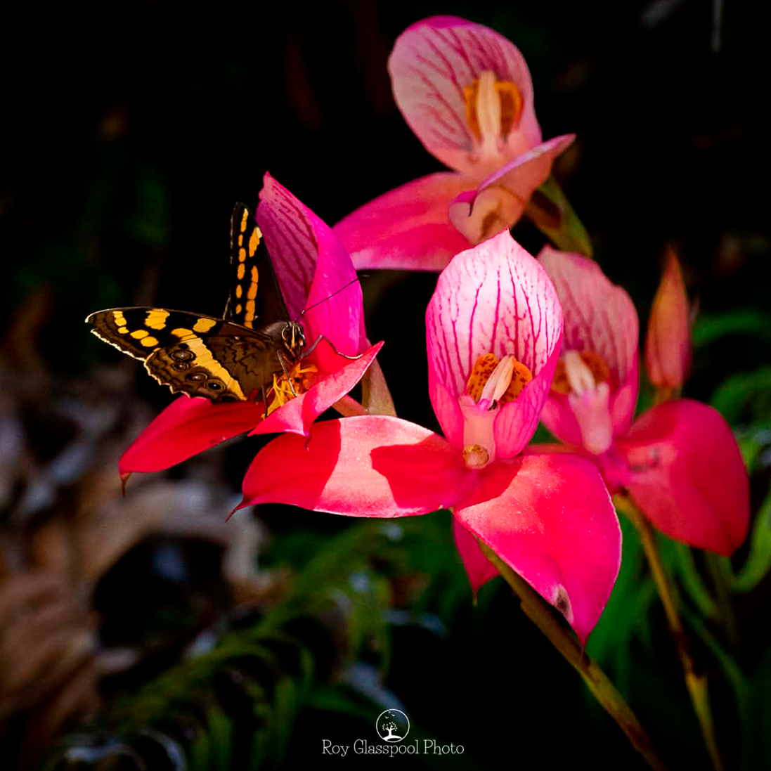 Pollination is the story of ancient partnerships between insects and plants