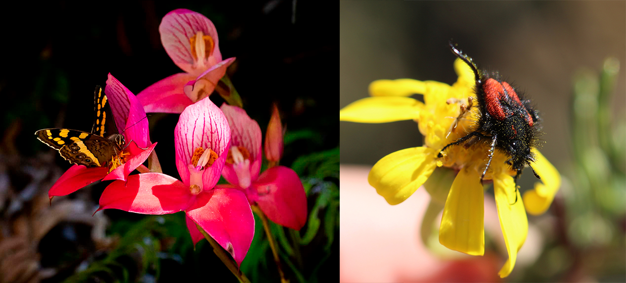 Native pollinators in South Africa visiting indigenous flowers