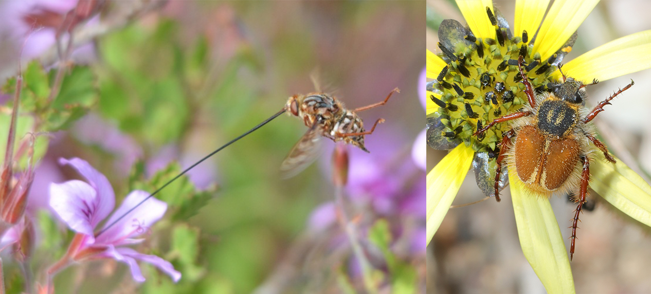 Long-proboscid fly pollinating a tubular flower in the Cape Floristic Region