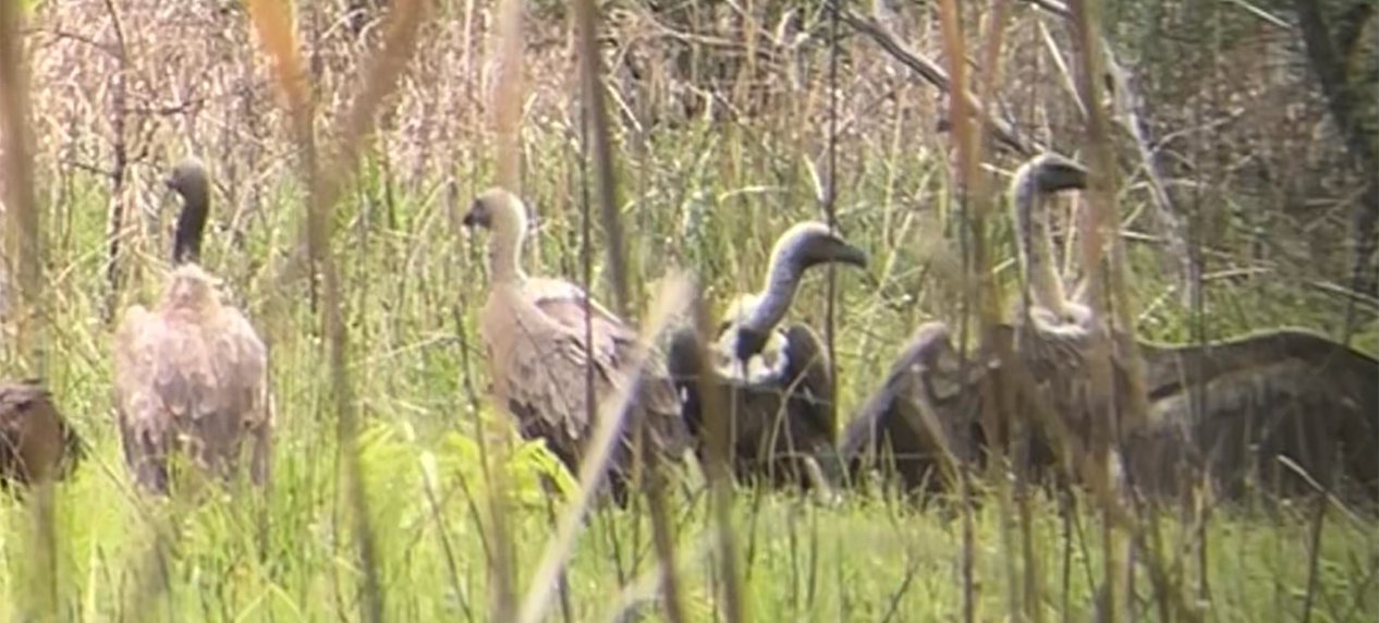 Conservation team releasing tagged vulture into wild