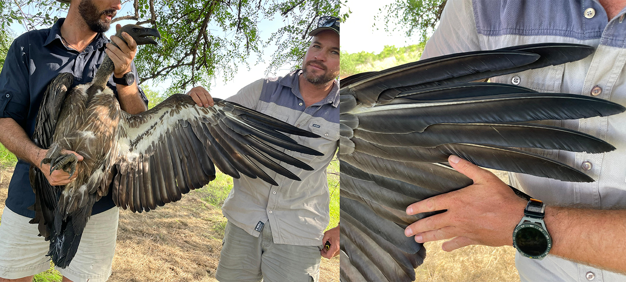 Field researchers conducting vulture conservation in Badingilo National Park