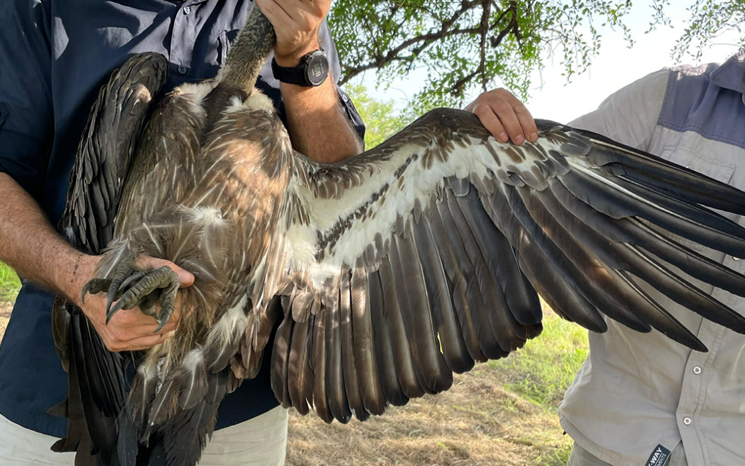 Following the Vultures of Badingilo