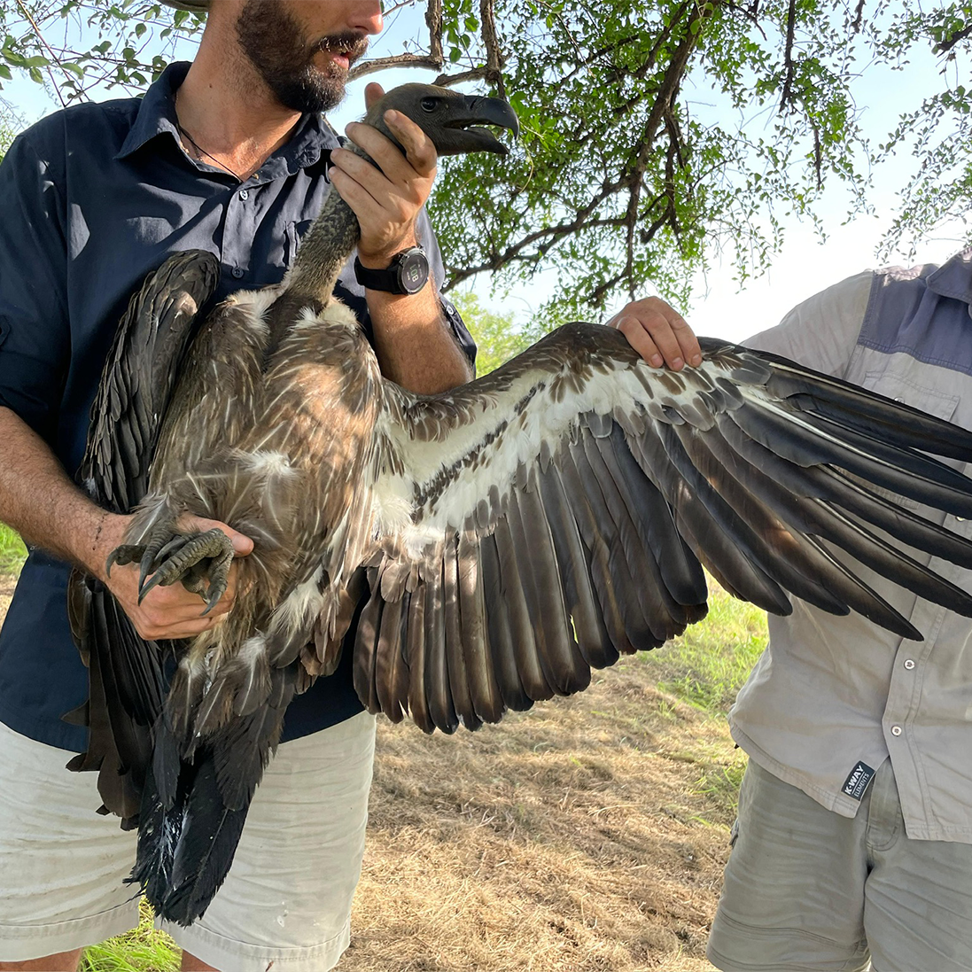 Following the Vultures of Badingilo