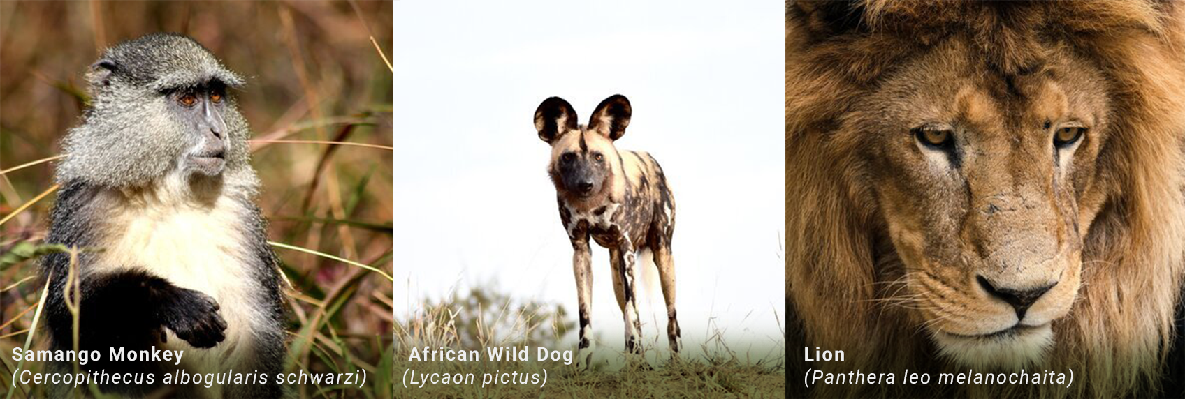 South Africa threatened species XI conservation football lineup concept