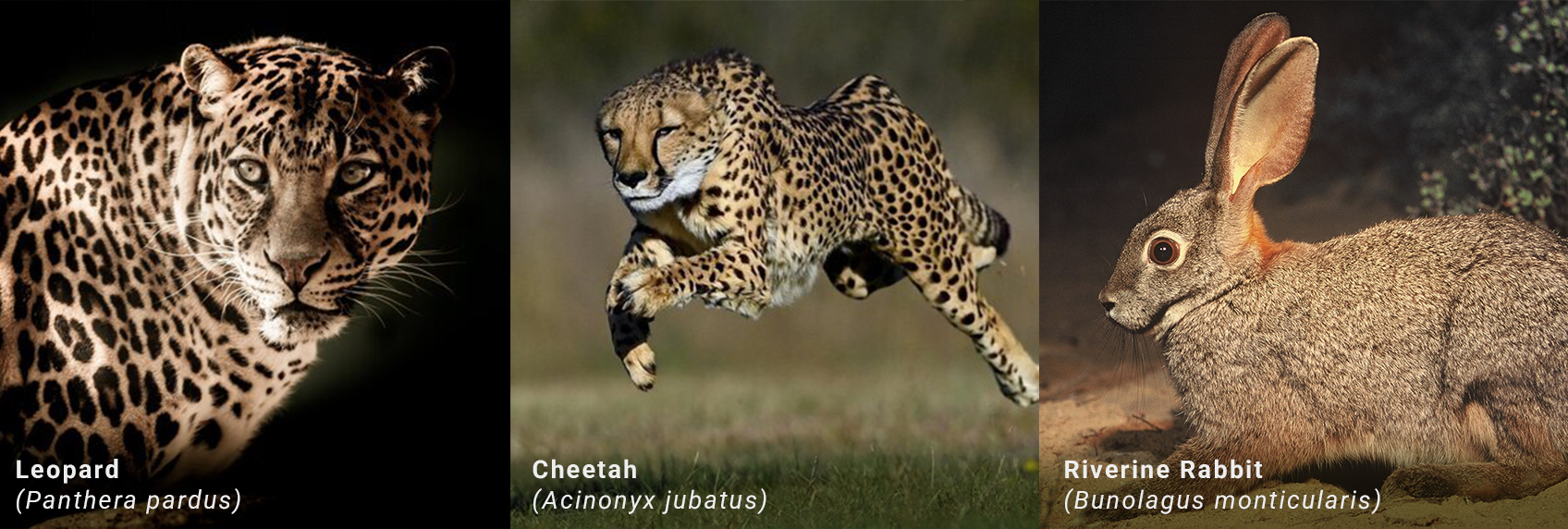 Cheetah sprinting in open grassland, Leopard resting in tree branch habitat
