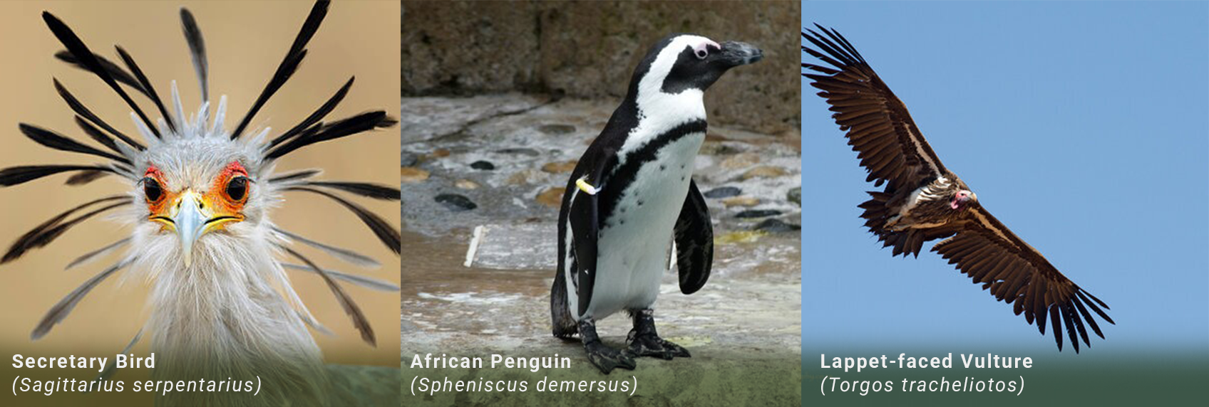 Wildlife conservation storytelling Red List species South Africa