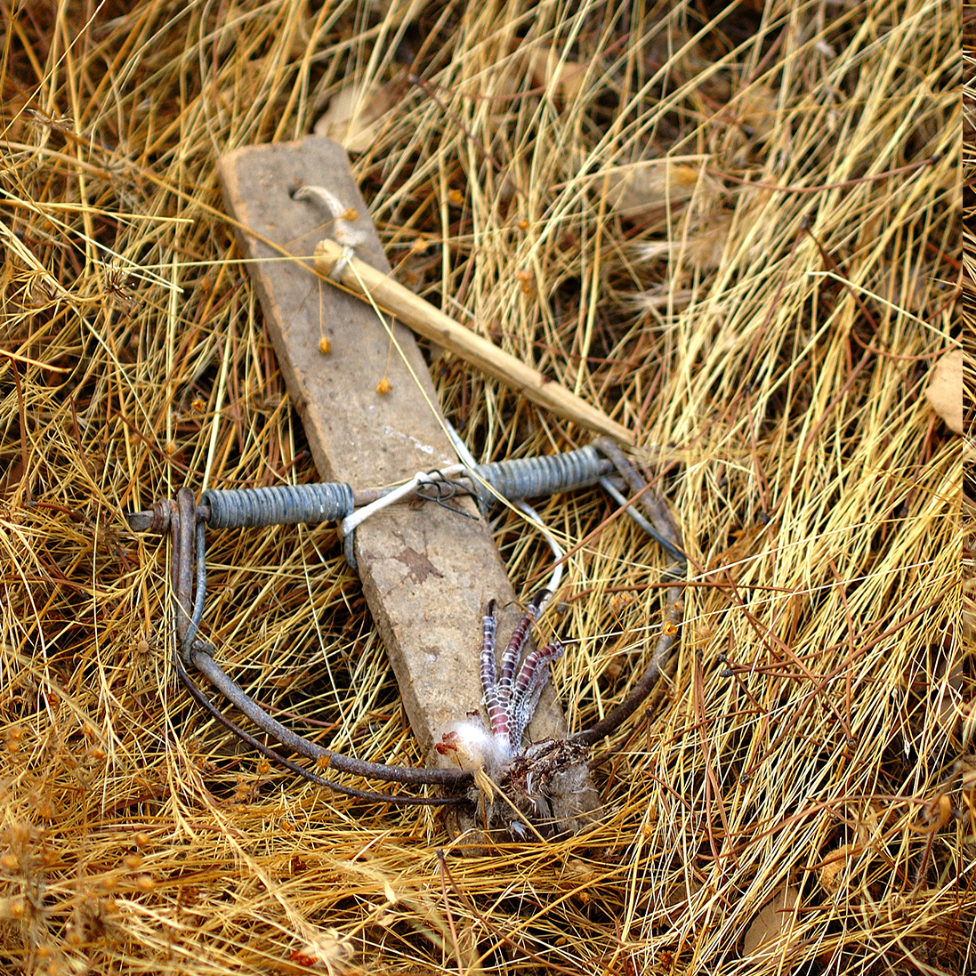 Looking beyond the poacher: Are South Africa’s courts recognising the true nature of wildlife crime?