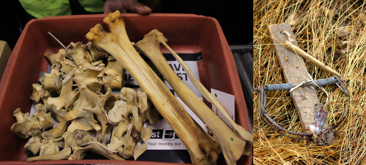 Illegal wildlife trade investigation and prosecution