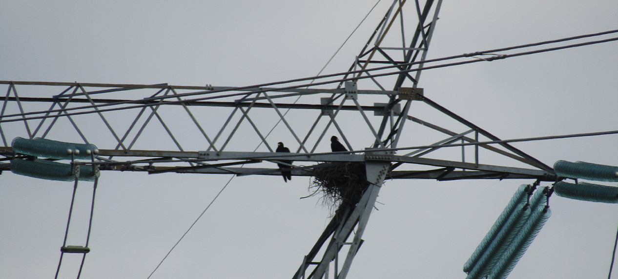 Raptors interacting with electrical infrastructure in open landscapes