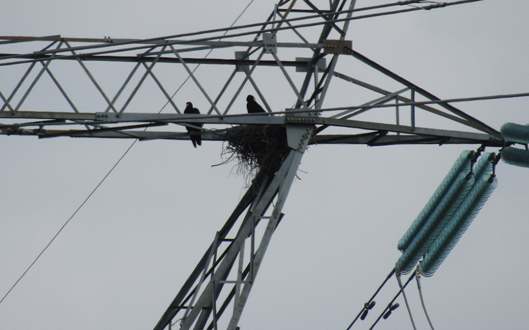 Planning for Flight Paths: Bird Monitoring at Energy Infrastructure