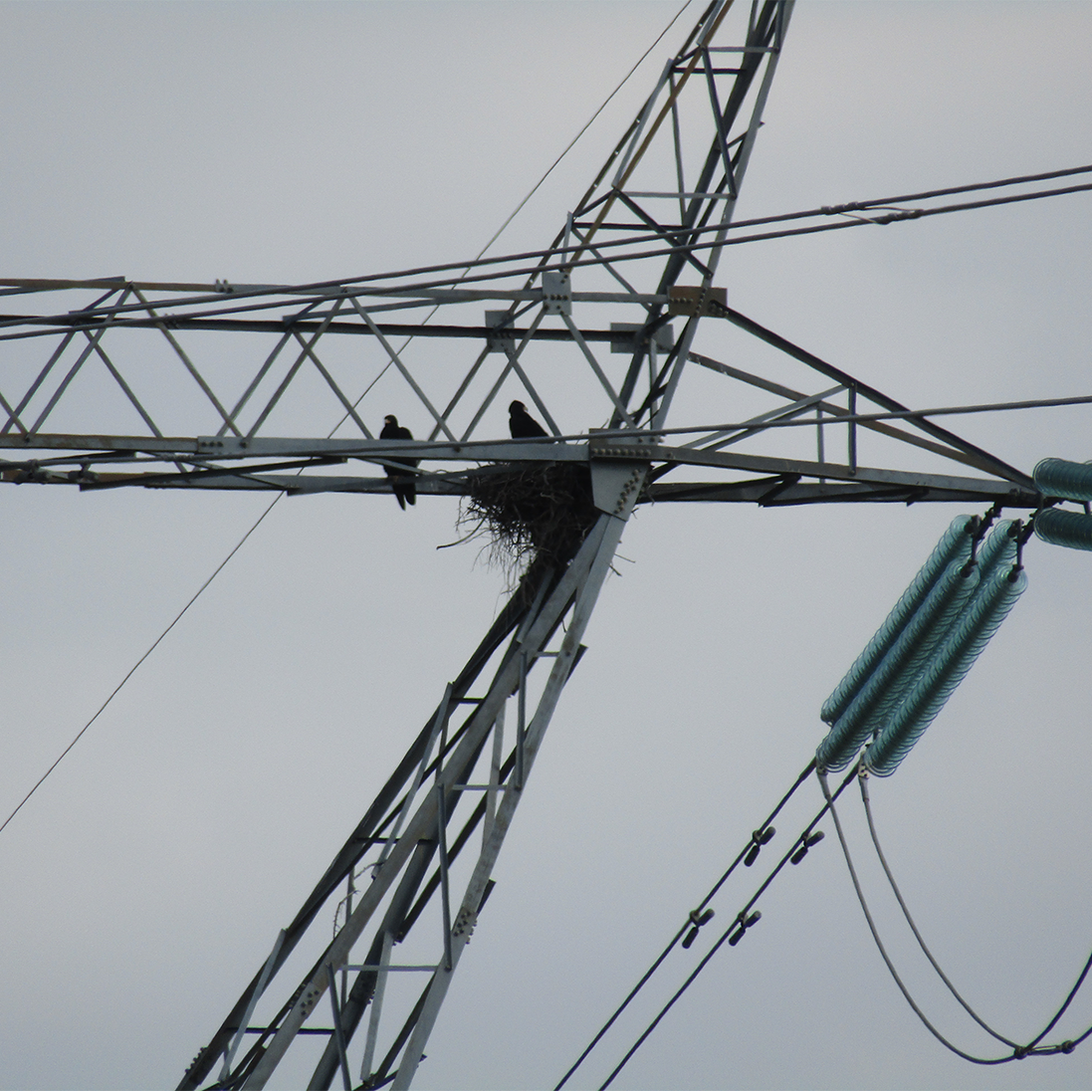 Planning for Flight Paths: Bird Monitoring at Energy Infrastructure