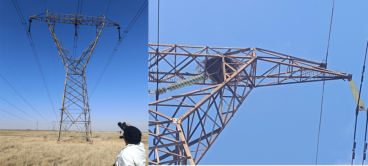 Conservation scientists inspecting power lines for evidence of bird collisions.