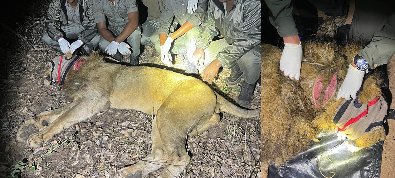 EWT Threat Reduction Rangers assisting a veterinarian during the rescue of a snared male lion.