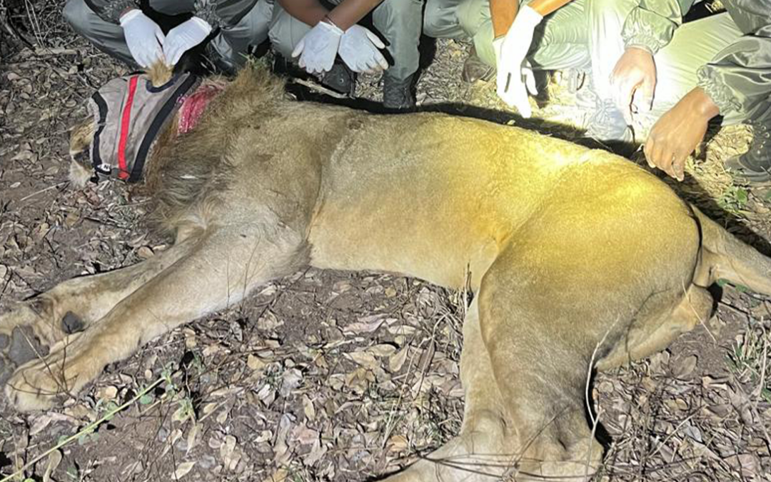 Threat Reduction Rangers spring into action to save snared lion