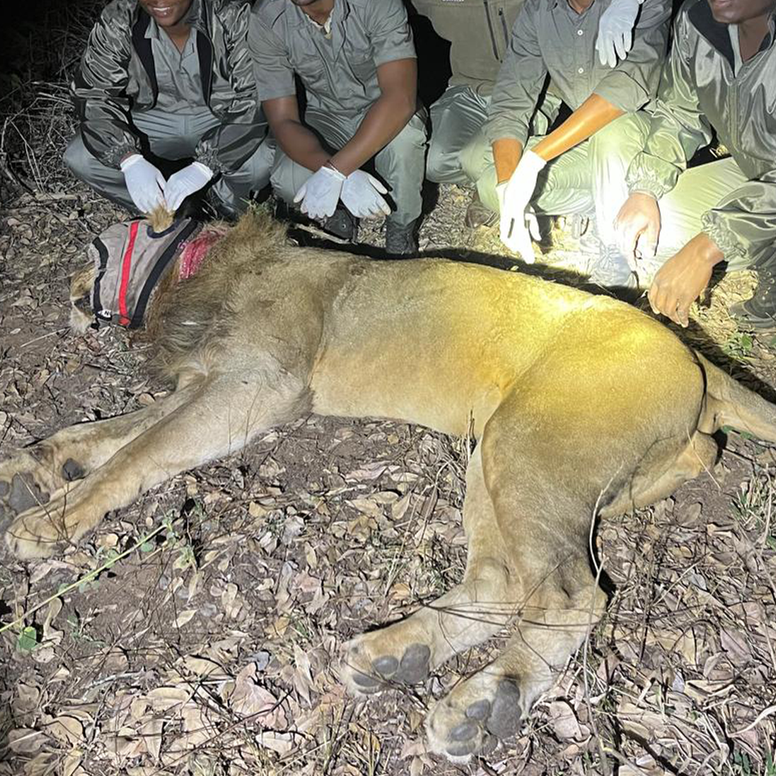 Threat Reduction Rangers spring into action to save snared lion