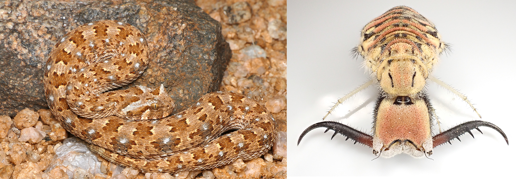 Reptile surveys revealed significant range extensions in the Orange River–Karoo landscape.