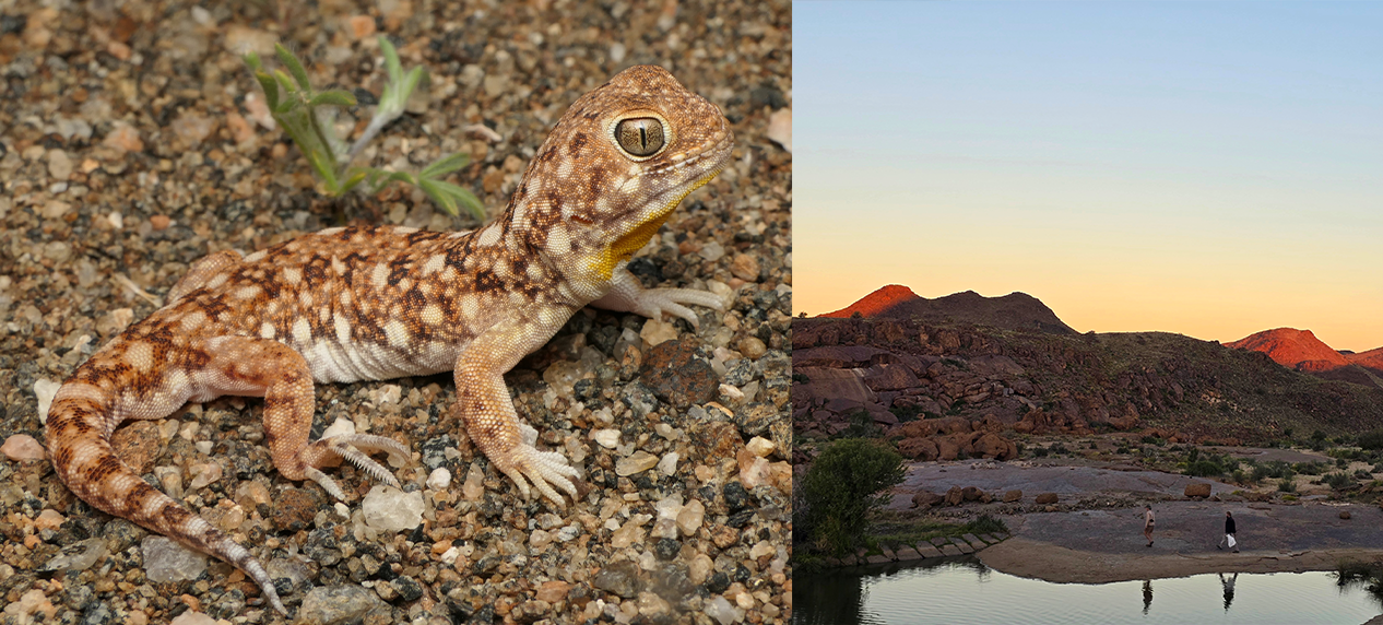 BioBlitz field team exploring the rocky landscapes of Namibia's Karoo. Ptenopus kenkenses