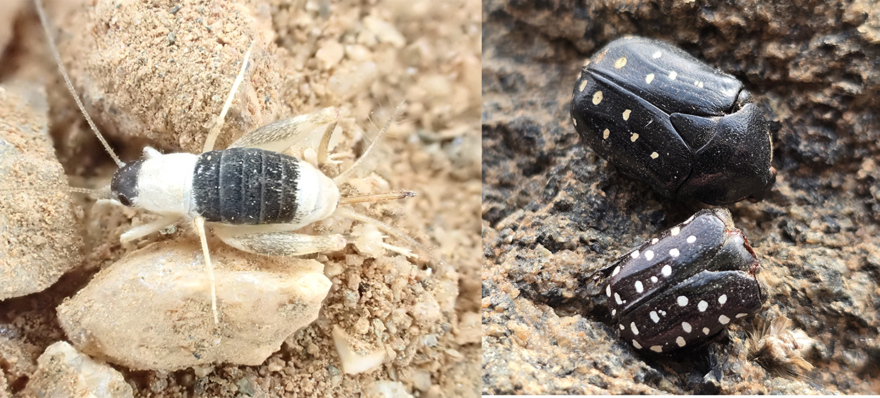 Scale cricket likely representing a species new to science.