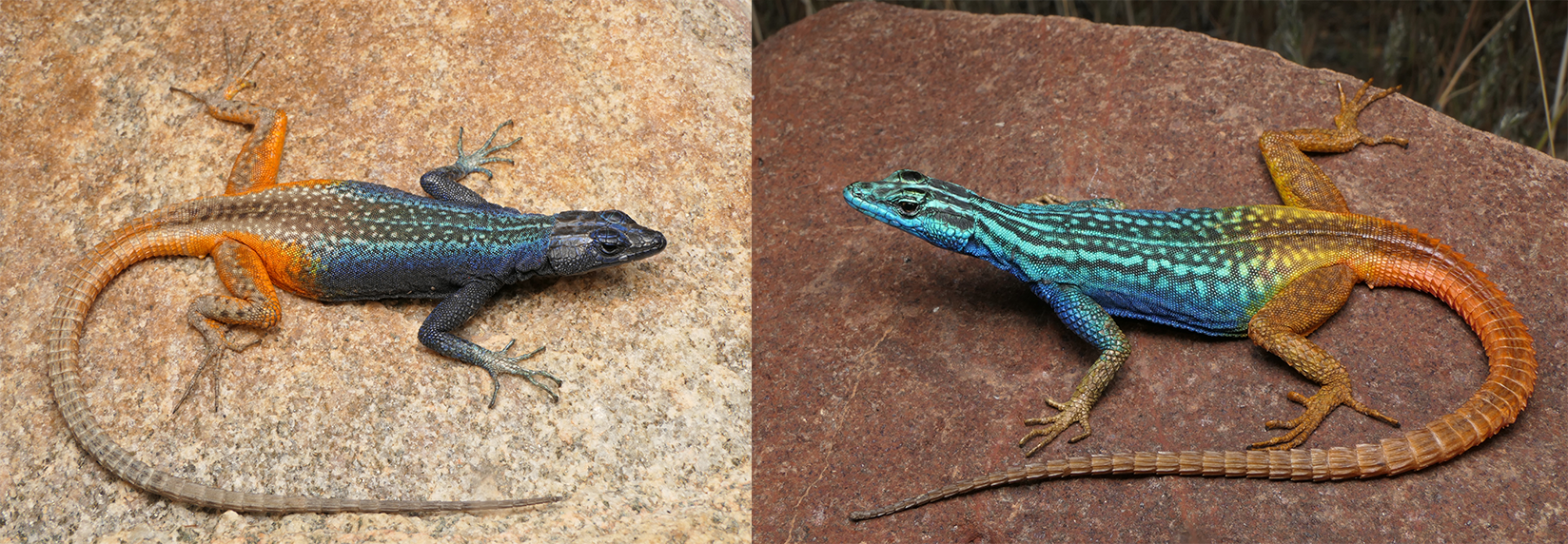 Attenborough's Flat Lizard recorded during the Orange River–Karoo BioBlitz.
