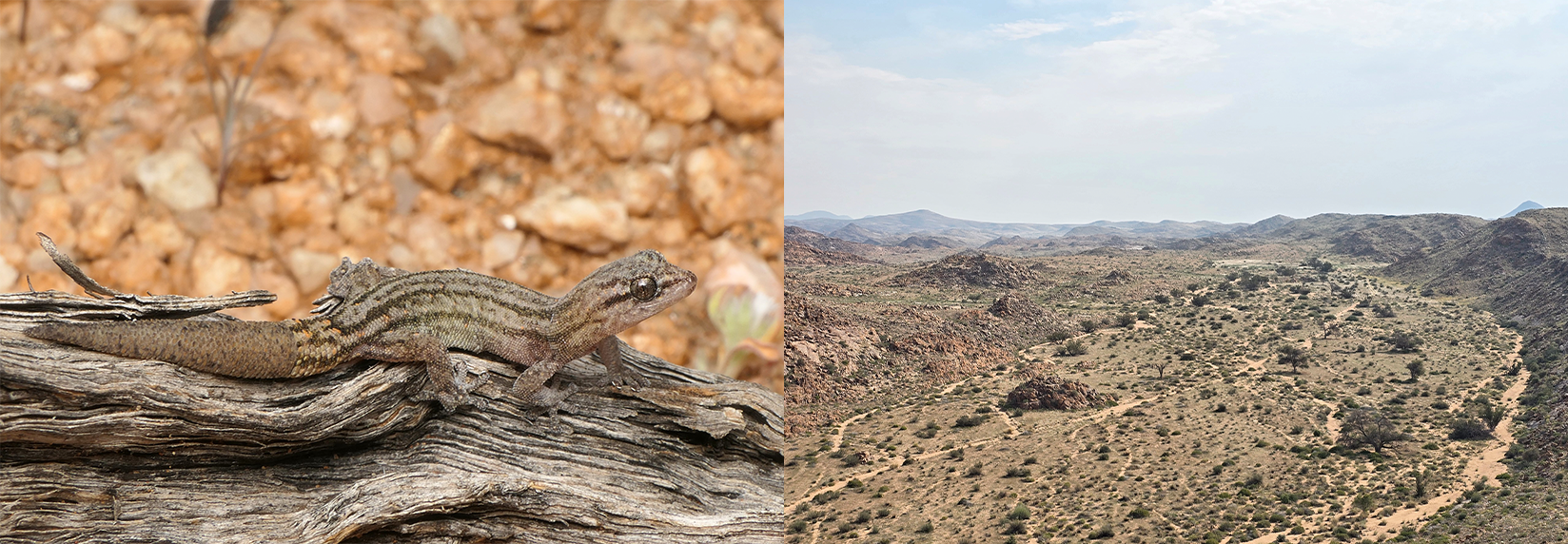 Rocky outcrops and arid habitat in Namibia's Orange River–Karoo Conservation Area.