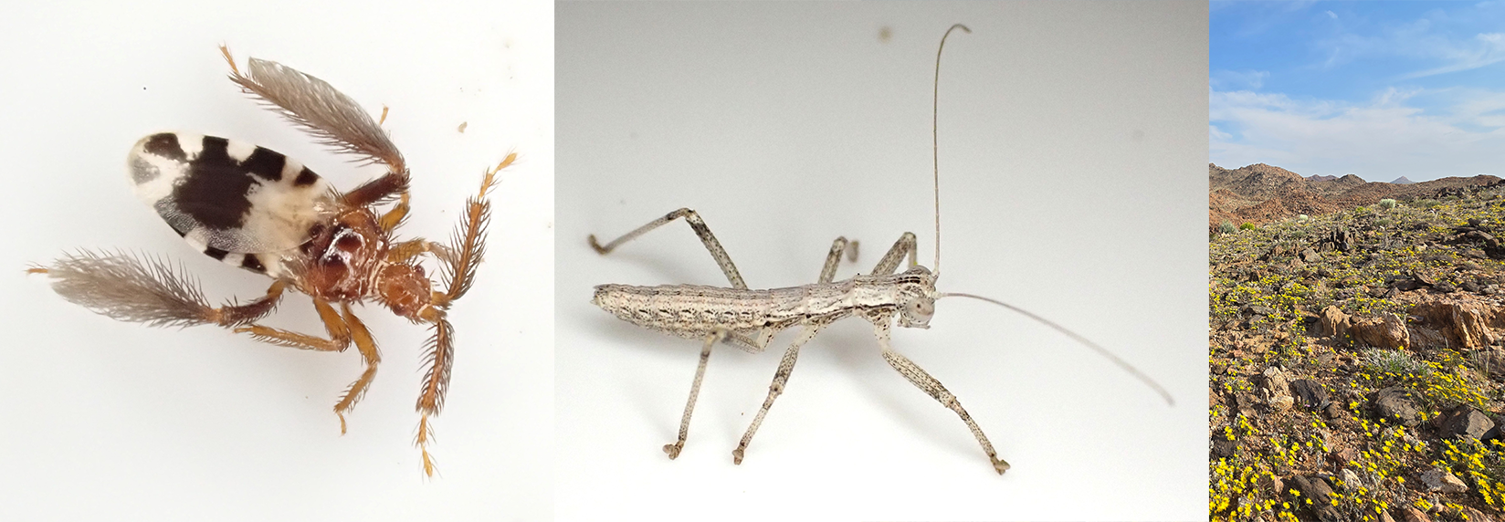 Heelwalker insect collected during biodiversity research in southern Namibia.