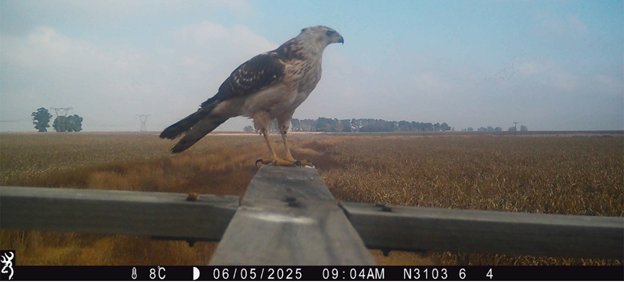 Researchers conducting roadside bird surveys to monitor raptor populations in South Africa.