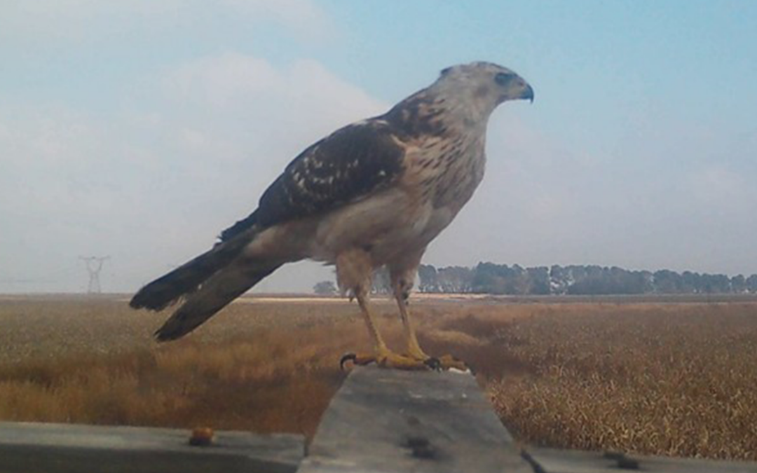 Birds in Decline: Comparing Road Surveys and Citizen Science Data in South Africa