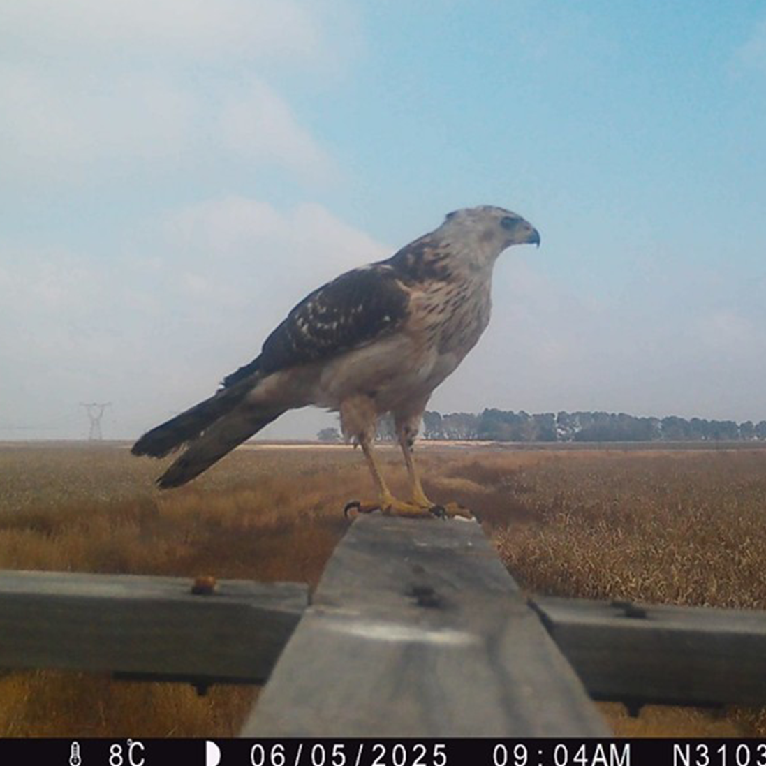 Birds in Decline: Comparing Road Surveys and Citizen Science Data in South Africa