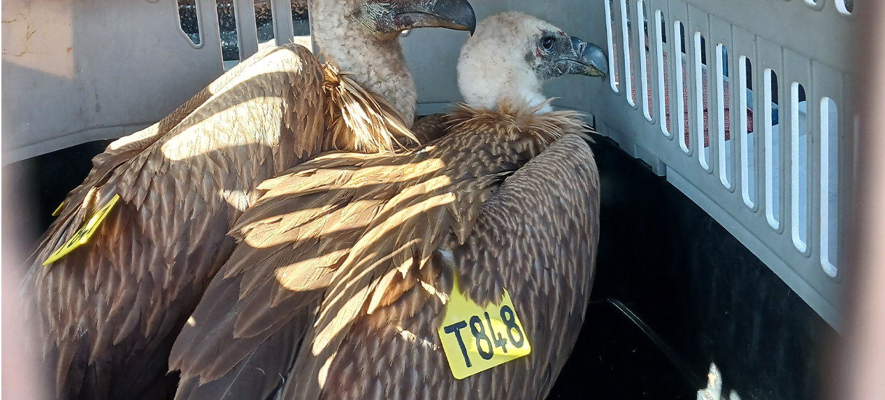 Two rehabilitated White-backed Vultures being released into the wild at Mokala National Park.
