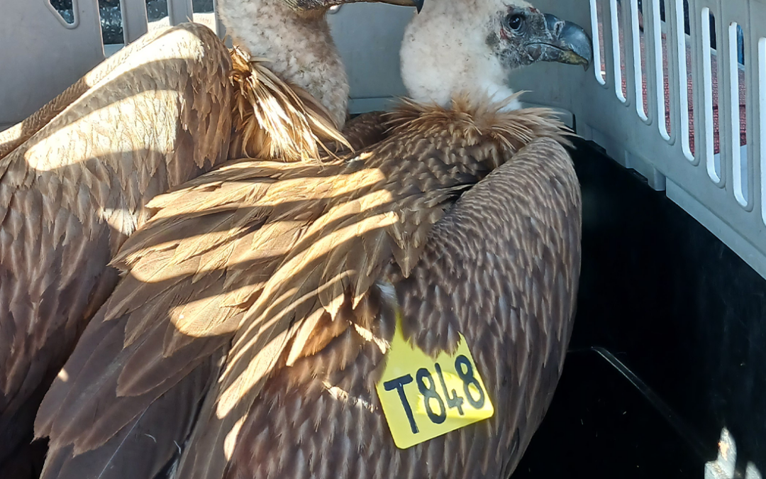 Release of two rehabilitated Vultures at Mokala National Park