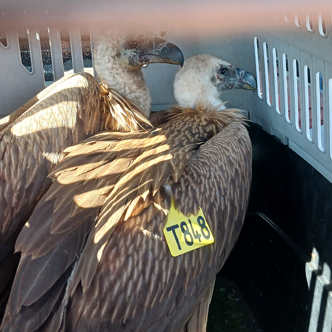 Release of two rehabilitated Vultures at Mokala National Park