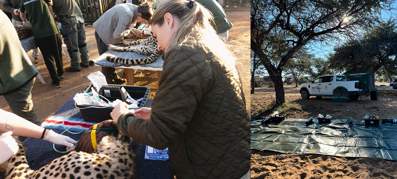 Conservation team conducting health checks on a cheetah before international translocation.