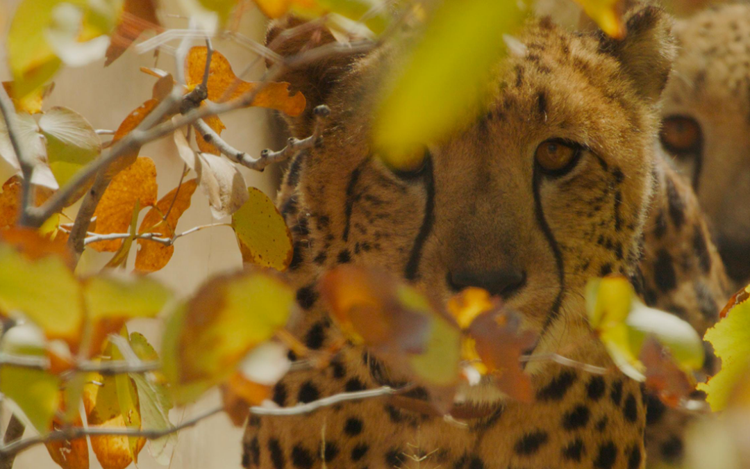 Bringing Cheetah Back to the Greater Luangwa Ecosystem: A Landmark Step for Conservation in Africa
