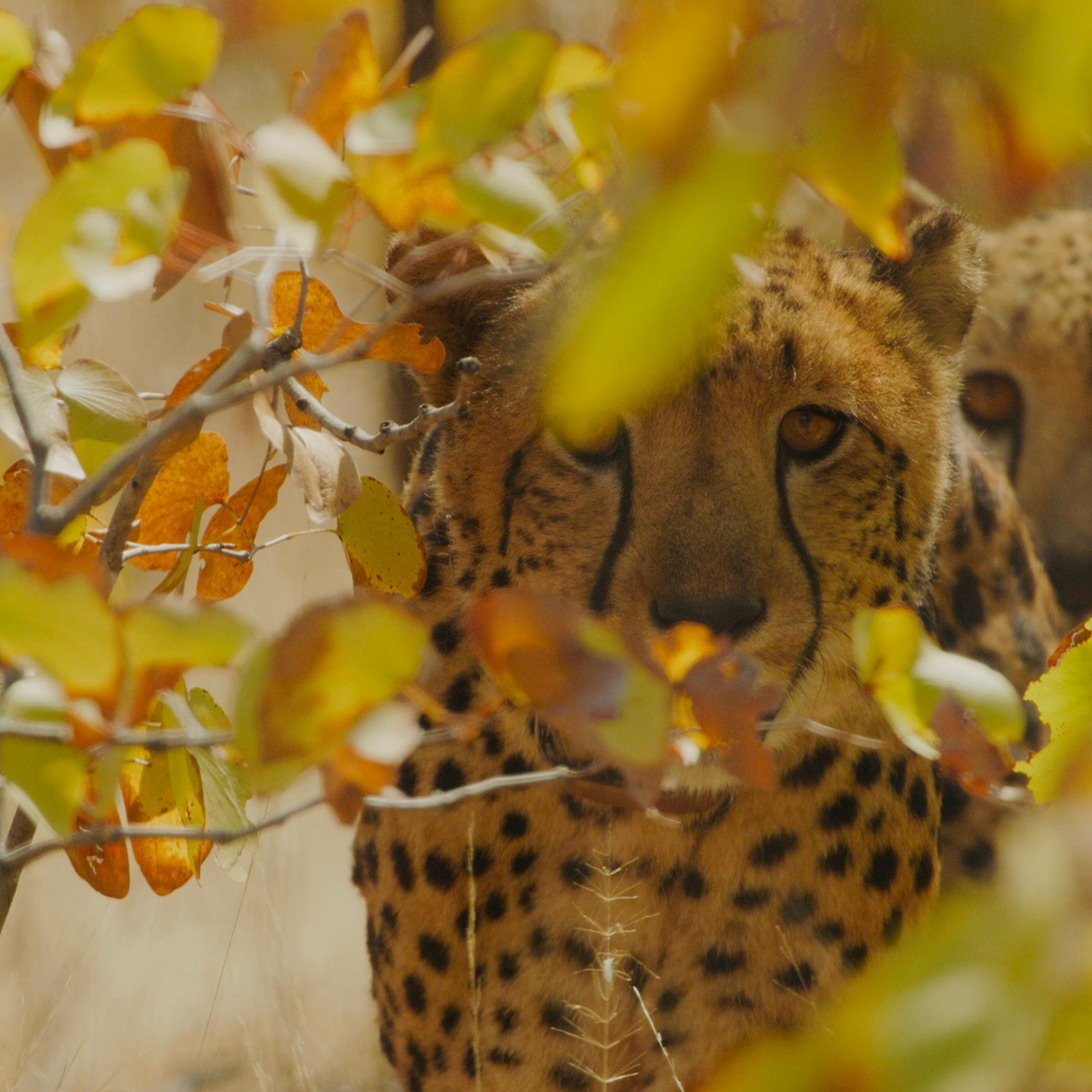 Bringing Cheetah Back to the Greater Luangwa Ecosystem: A Landmark Step for Conservation in Africa