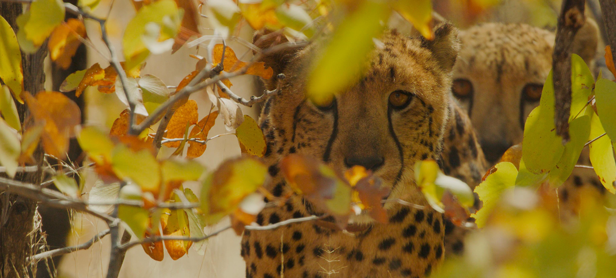 One of the first cheetahs released into Zambia's Greater Luangwa Ecosystem.