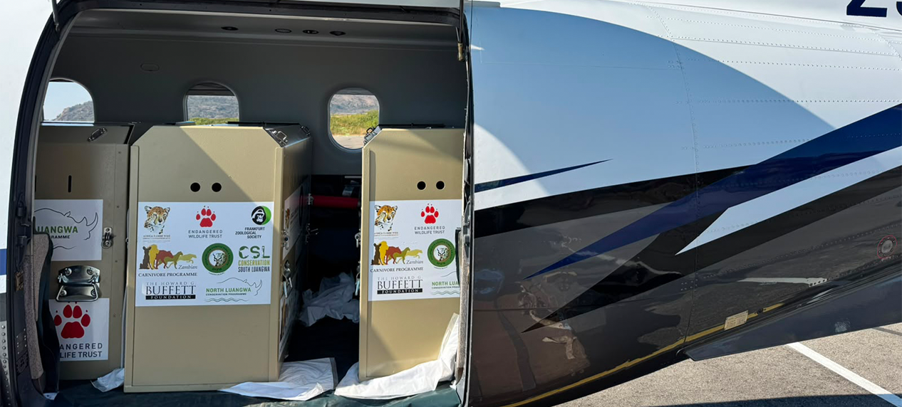 Six cheetahs being prepared for reintroduction into Zambia's Greater Luangwa Ecosystem.