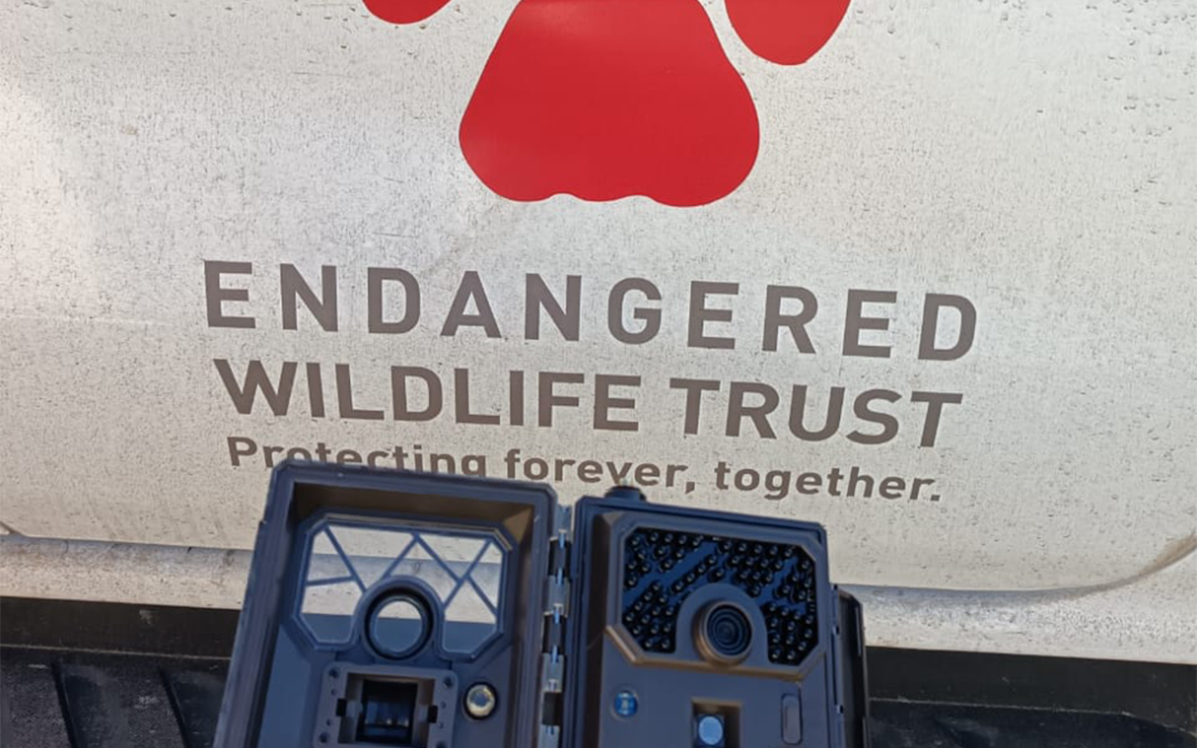 Camera Traps Monitor Bird Activity on Power lines