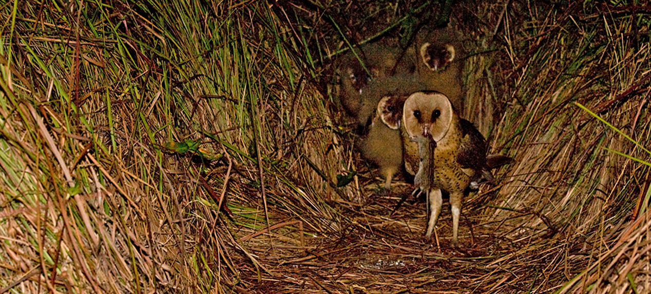 Dense Imperata cylindrica grass providing nesting habitat for an African Grass Owl