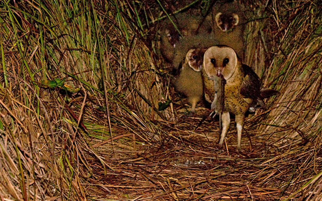 The Perfect Patch: Decoding African Grass Owl Nest Selection