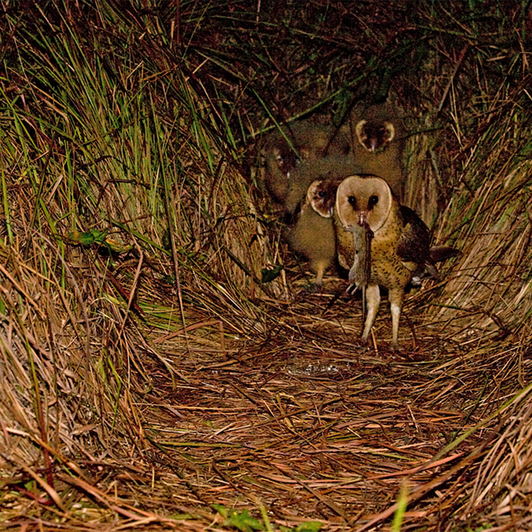 The Perfect Patch: Decoding African Grass Owl Nest Selection