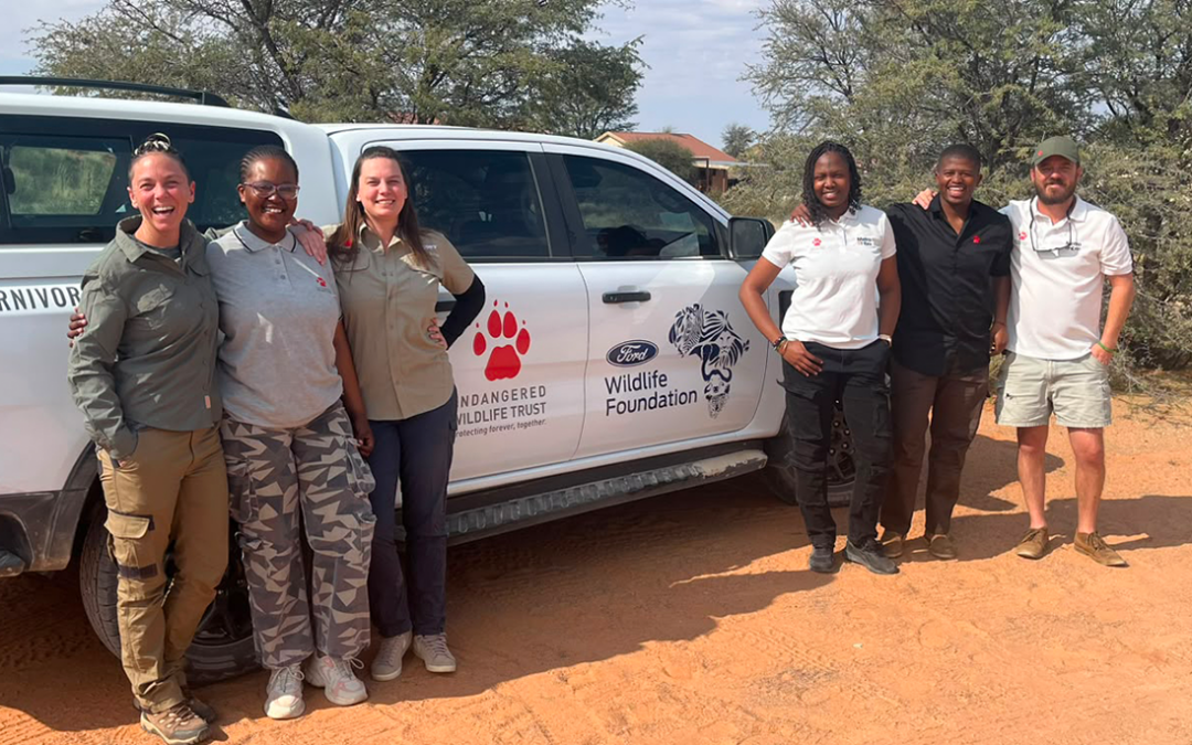EWT team returns to Kgalagadi Transfrontier Park to conduction lion research