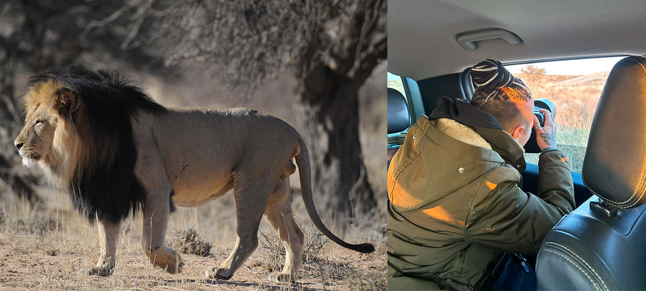 EWT researchers conducting the Kgalagadi lion population census in South Africa.