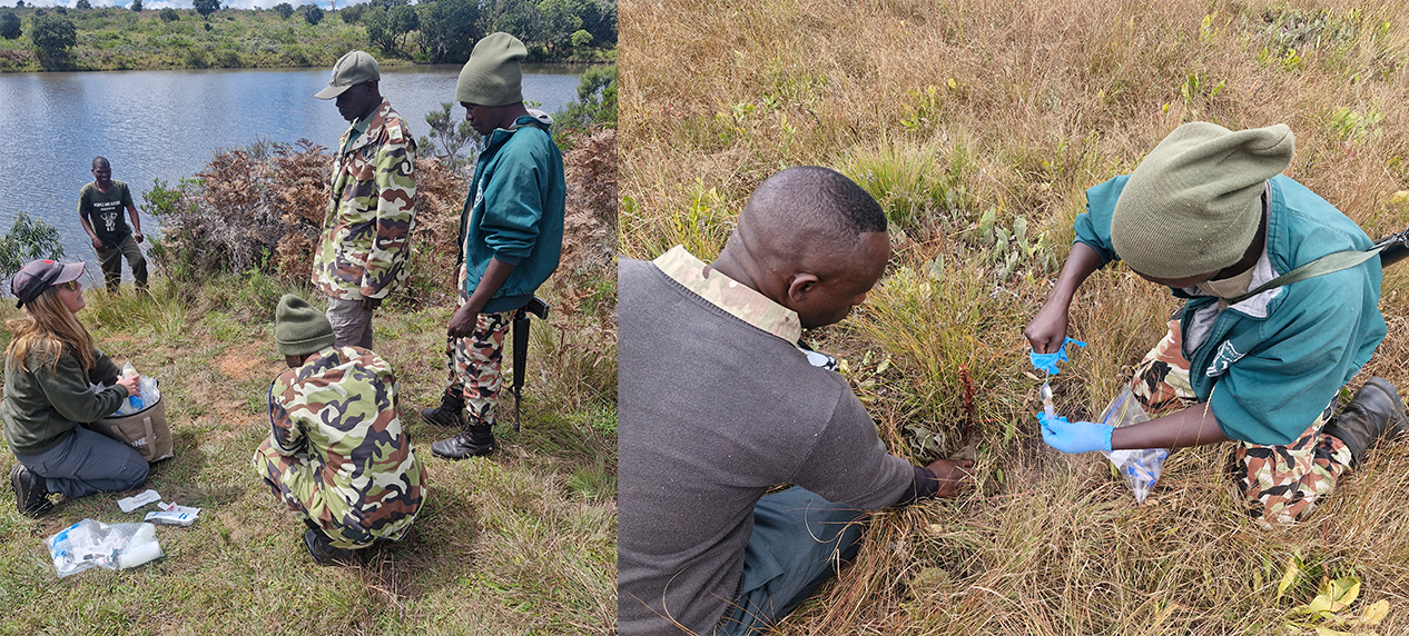 Environmental DNA (eDNA) sampling in Nyika National Park, Malawi, to uncover hidden vertebrate biodiversity.