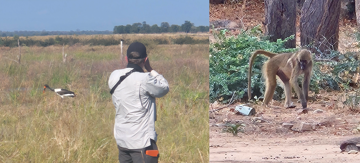 EWT researchers conducting wildlife surveys in Mágoè National Park's Zambezi Valley bushveld.