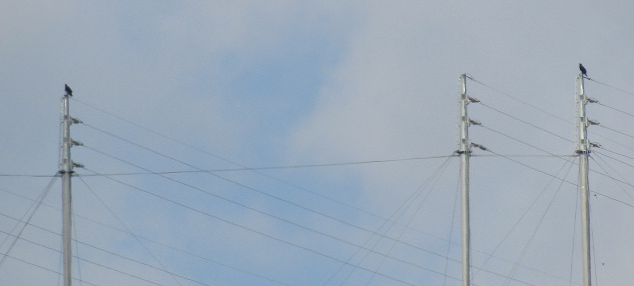 Bird monitoring along power lines to reduce collision and electrocution risks in South Africa.