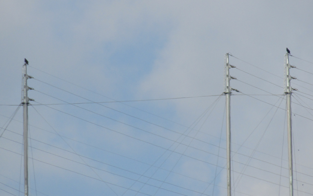 Planning for Flight Paths: Bird Monitoring at Energy Infrastructure