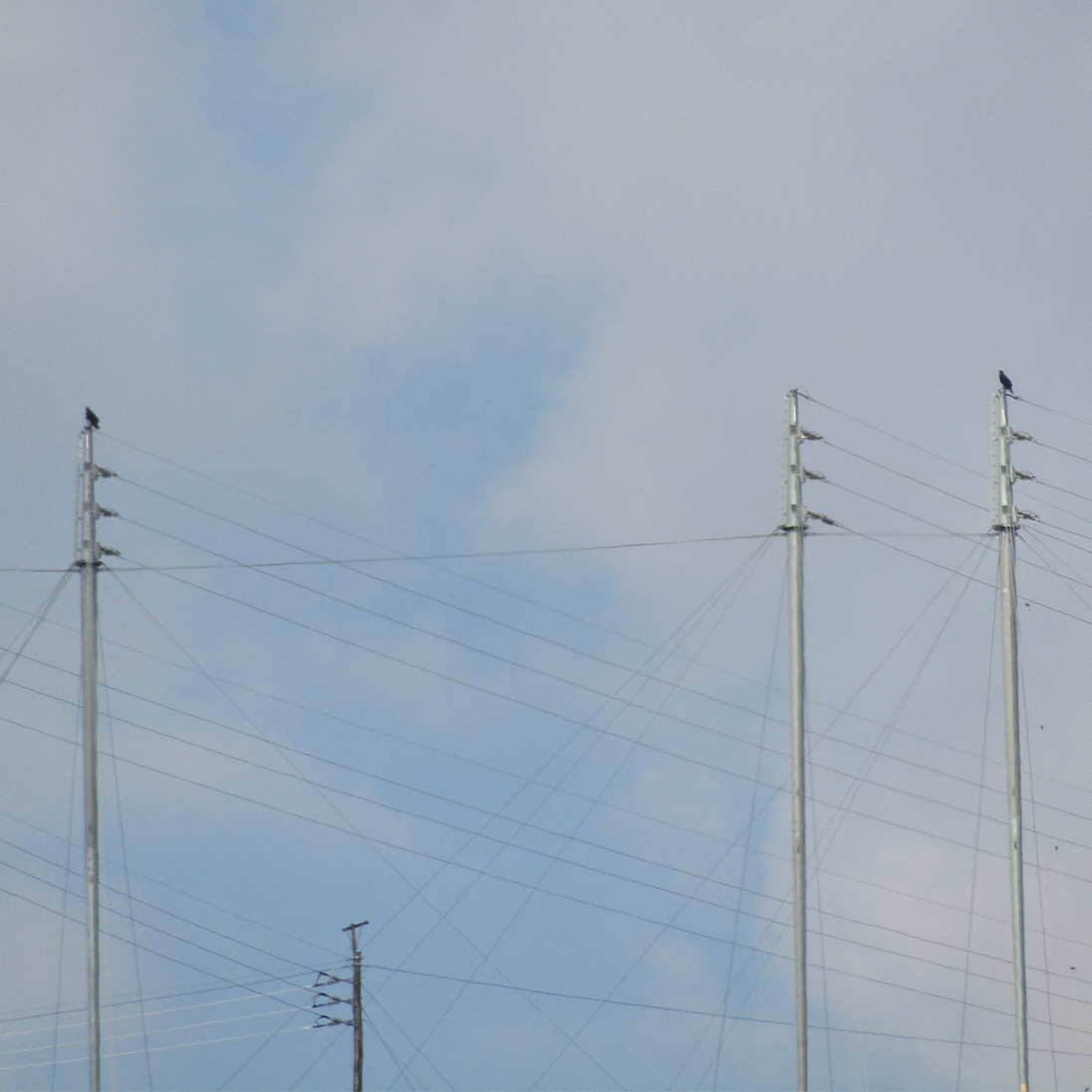 Planning for Flight Paths: Bird Monitoring at Energy Infrastructure